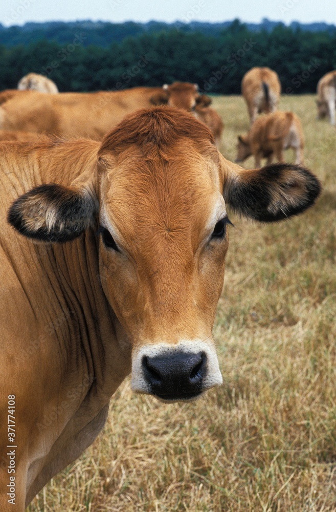 Parthenaise Cow, a French Cattle Breed