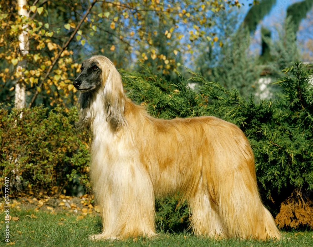 Afghan Hound, Dog standing on Lawn Afghan Hound, Dog standing on Lawn