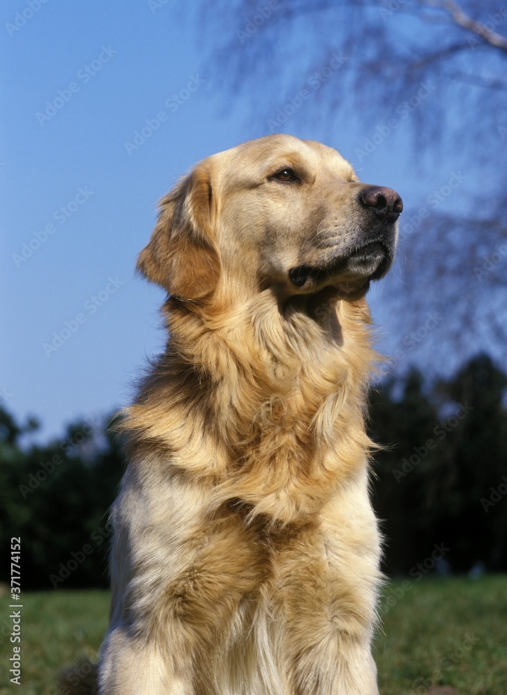 Golden Retriever, Portrait of Dog