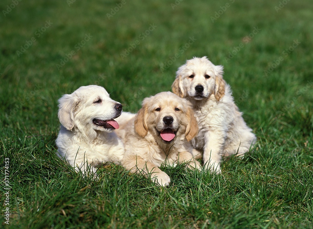Golden Retriever Dog, Puppies standing on Grass Golden Retriever Dog, Puppies standing on Grass