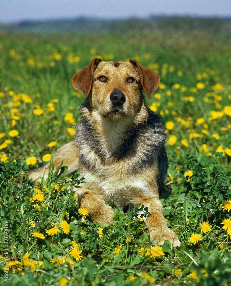 Male Dog laying on Dandelion's Flowers