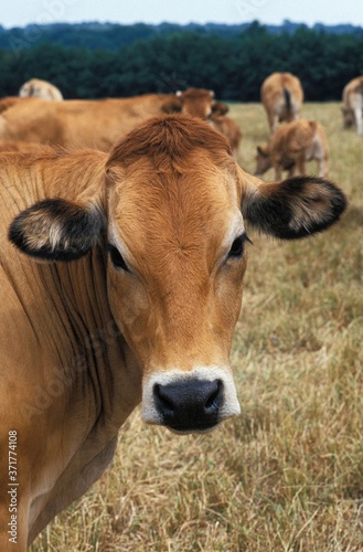 Parthenaise Cow  a French Cattle Breed