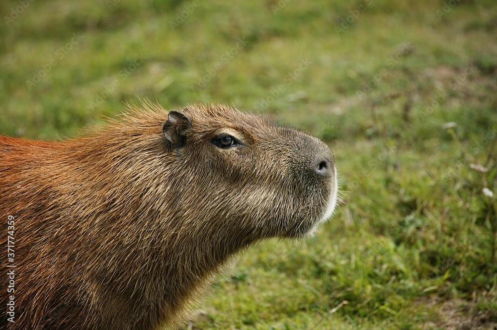 Capybara, hydrochoerus hydrochaeris, Pantanal in Brazil