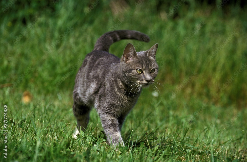 Domestic Cat standing on Grass