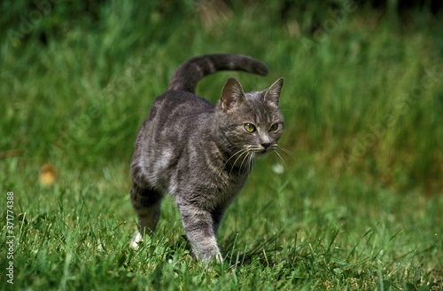 Domestic Cat standing on Grass © slowmotiongli