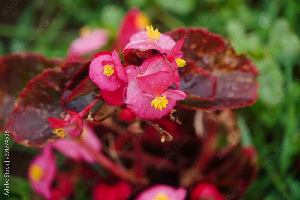 Obraz premium Closeup flower in a botanical garden