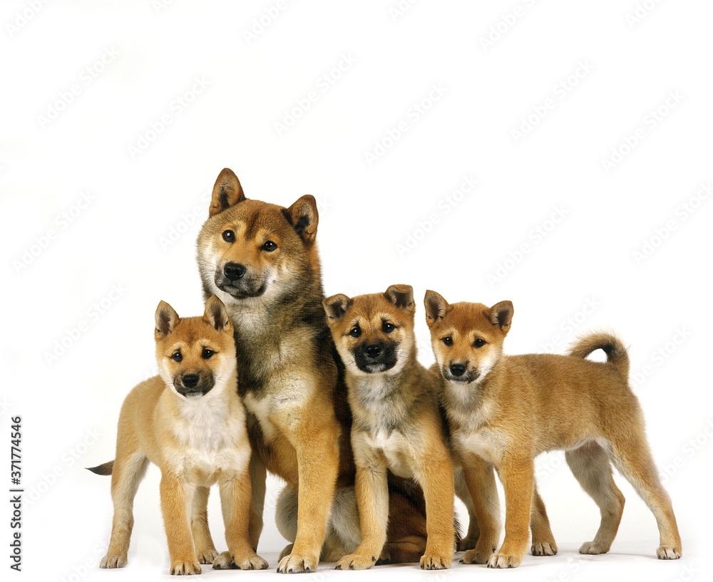 Shiba Inu Dog, Mother and Puppies against White Background Shiba Inu Dog, Mother and Puppies against White Background