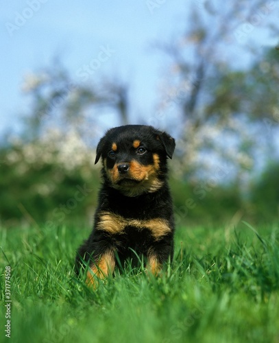 Rottweiller Dog, Pup sitting on Grass photo