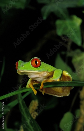 Red-Eyed Tree Frog, agalychnis callidryas © slowmotiongli