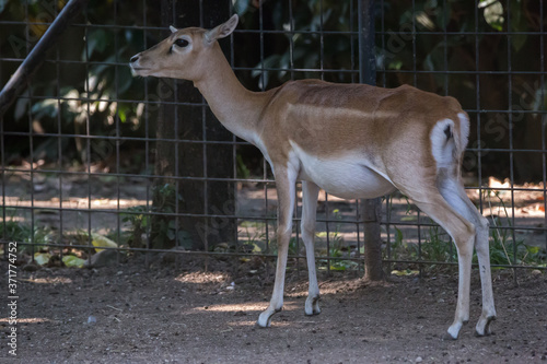Fototapeta Naklejka Na Ścianę i Meble -  Blackbuck antilope cervicapra indian antelope female standing near a wire fence side view