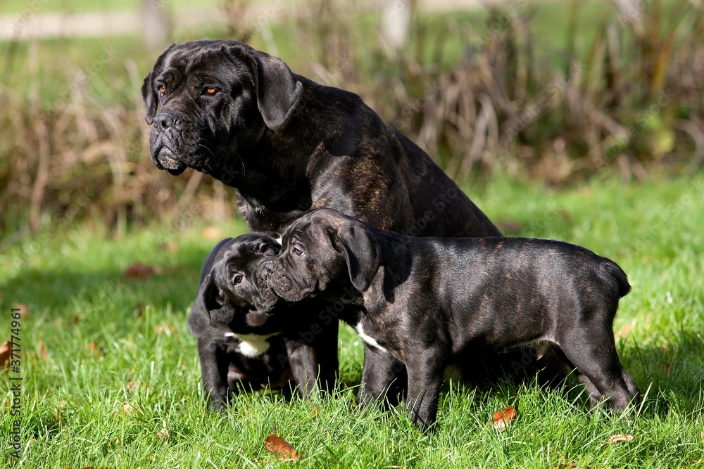 Cane Corso, a Dog Breed from Italie, Mother and Puppies on Grass
