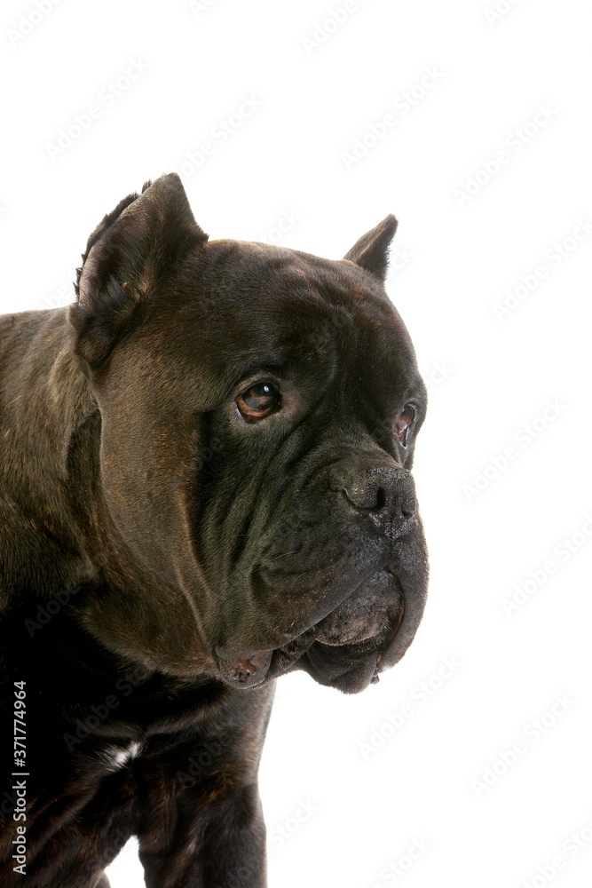 Cane Corso, a Dog Breed from Italie, portrait of Dog against White Background