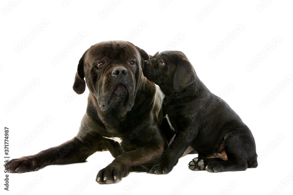 Cane Corso, a Dog Breed from Italie, Mother and Pup against White Background