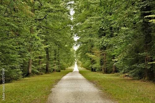 Chemin en foret française