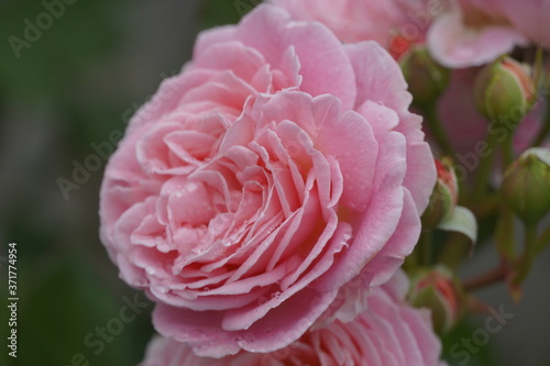 Beautiful flower in a botanical garden 