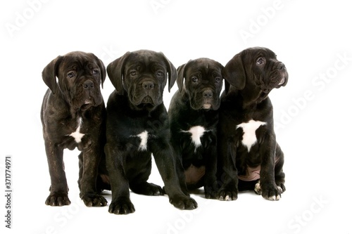 Cane Corso  a Dog Breed from Italie  Puppies against White Background