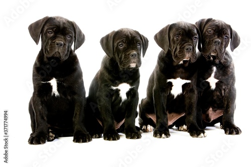 Cane Corso, a Dog Breed from Italie, Puppies sitting against White Background