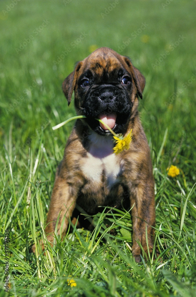 Boxer Dog, Pup with Dandelion in its Mouth Boxer Dog, Pup with Dandelion in its Mouth