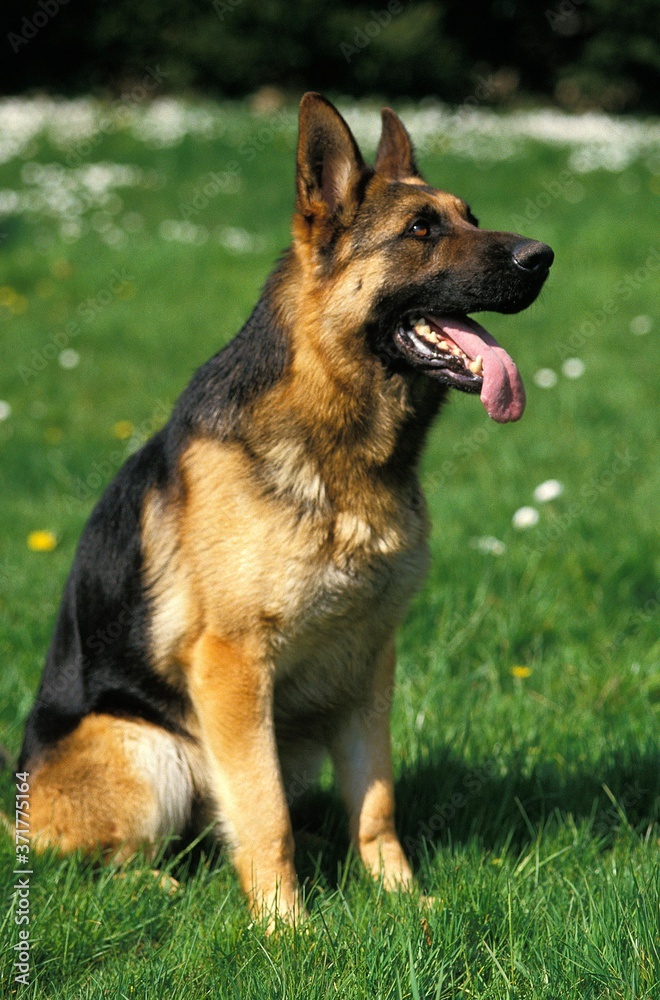 German shepherd Dog standing on Lawn, with Tongue out German shepherd Dog standing on Lawn, with Tongue out