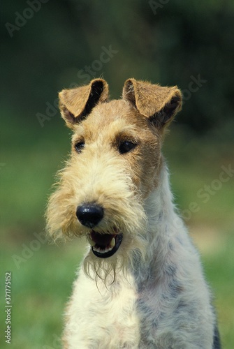 Portrait of Wire-Haired Fox Terrier