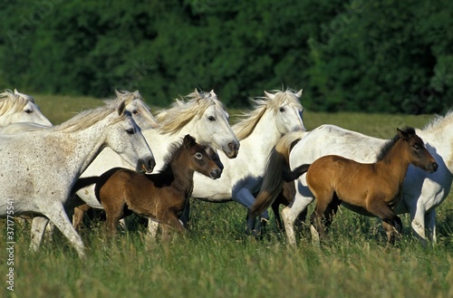Fototapeta Naklejka Na Ścianę i Meble -  Camargue Horses, Herd standing in Meadow