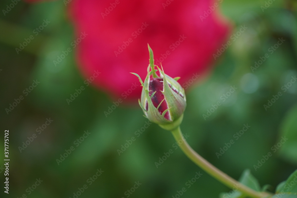Beautiful closeup of rose flower with raindrops on it Beautiful closeup of rose flower with raindrops on it