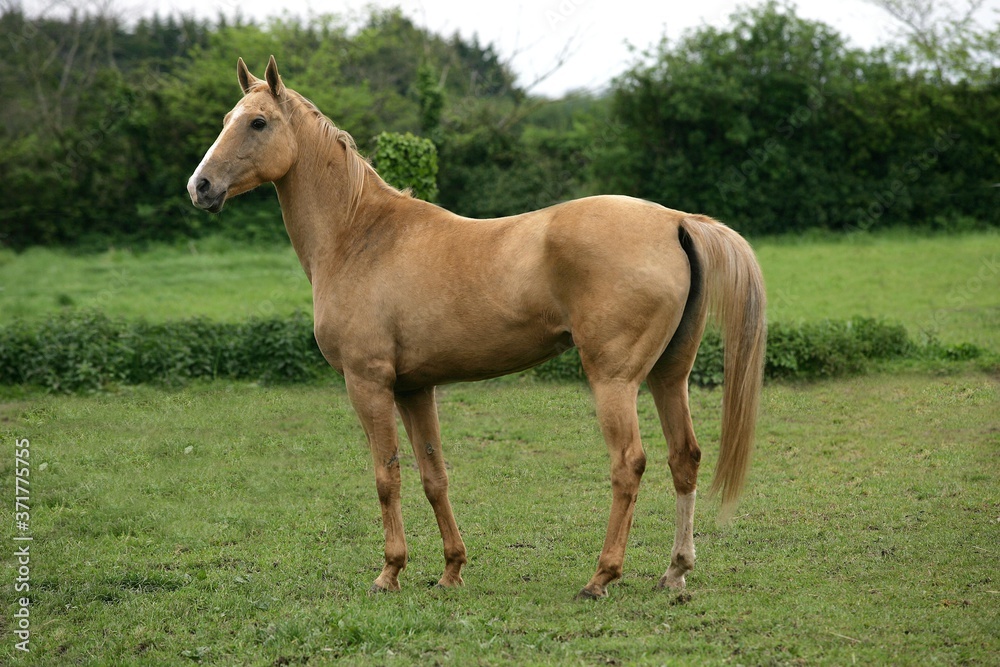 Akhal Teke, Horse Breed from Turkmenistan, Mare Akhal Teke, Horse Breed from Turkmenistan, Mare