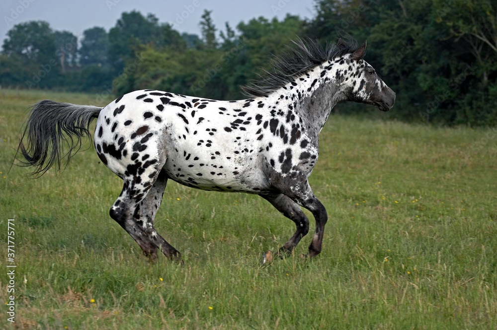 Appaloosa Horse Galloping