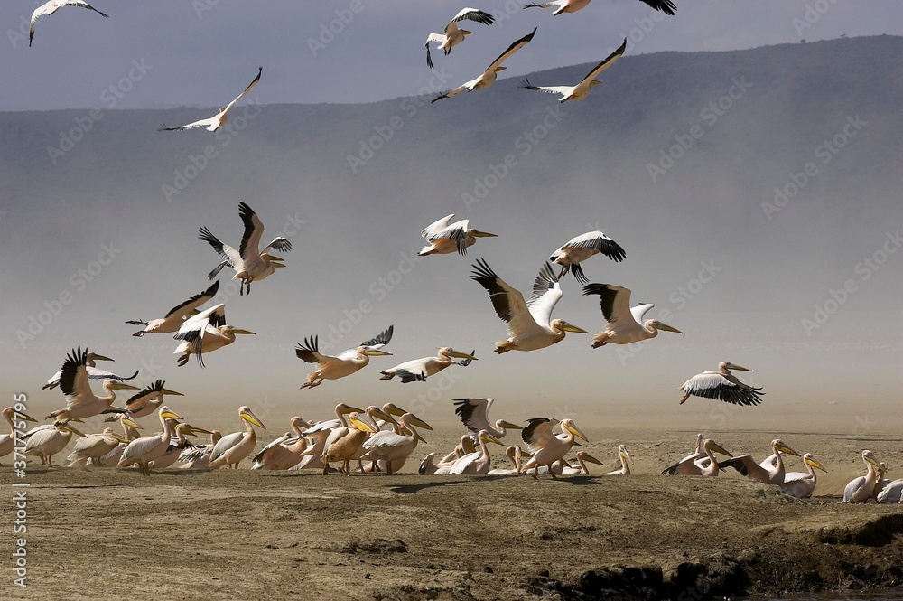 Great White Pelican, pelecanus onocrotalus, Group in Flight, Colony at Nakuru Lake in Kenya