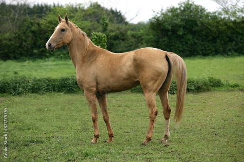 Akhal Teke, Horse Breed from Turkmenistan, Mare