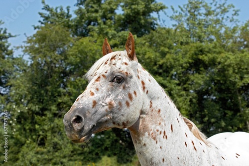 Appaloosa Horse, Portrait