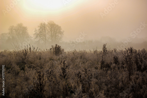 Morning frost on the fields