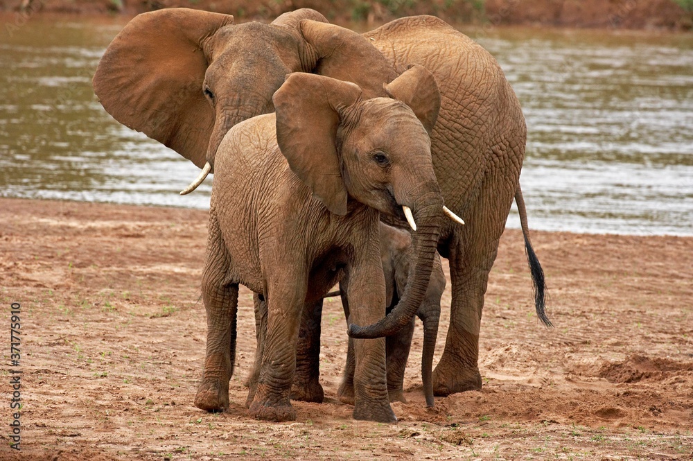 African Elephant, loxodonta africana, Group near River, Samburu Park in Kenya