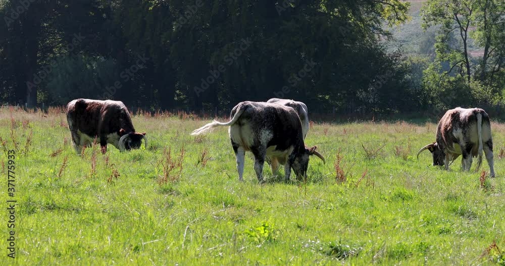 English longhorn cattle herd, Bos primigenius, grazing on farmland during a sunny summers day. English longhorn cattle herd, Bos primigenius, grazing on farmland during a sunny summers day.