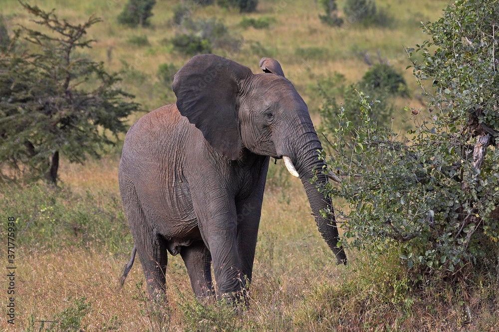 Fototapeta premium African Elephant, loxodonta africana, walking through Savannah, Masai Mara Park in Kenya
