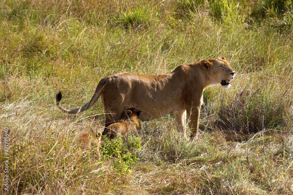 African Lion, panthera leo, Mother and Cub at Masai Mara park in Kenya African Lion, panthera leo, Mother and Cub at Masai Mara park in Kenya