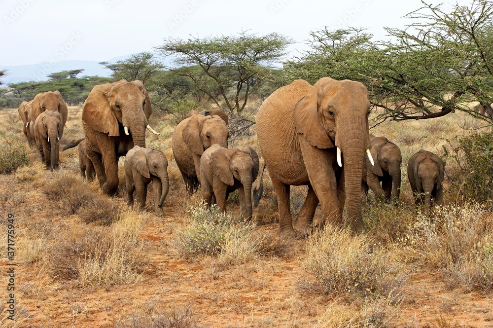African Elephant, loxodonta africana, Herd walking through Savannah, Masai Mara Park in Kenya