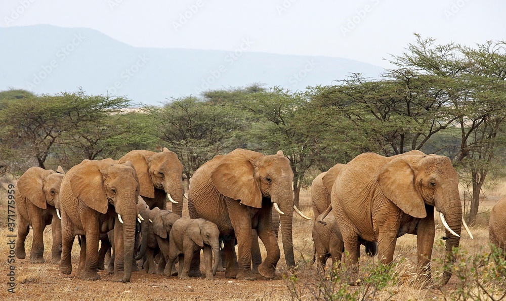 Obraz premium African Elephant, loxodonta africana, Herd walking through Savannah, Masai Mara Park in Kenya
