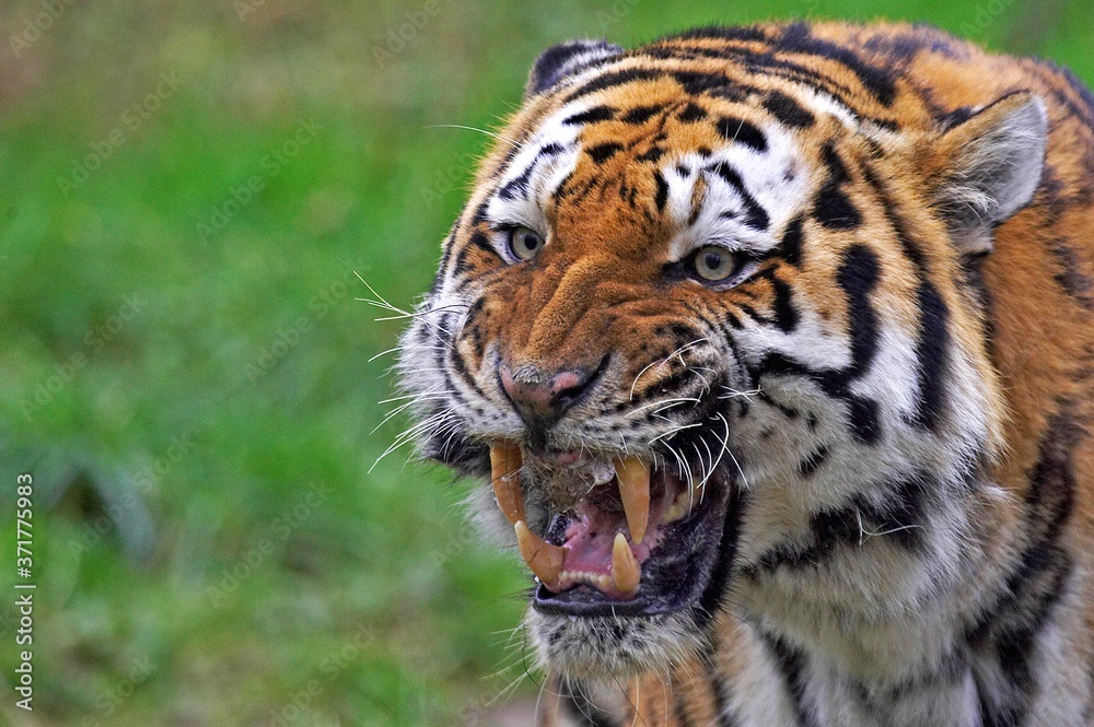Siberian Tiger, panthera tigris altaica, Portrait of Adult Snarling Siberian Tiger, panthera tigris altaica, Portrait of Adult Snarling