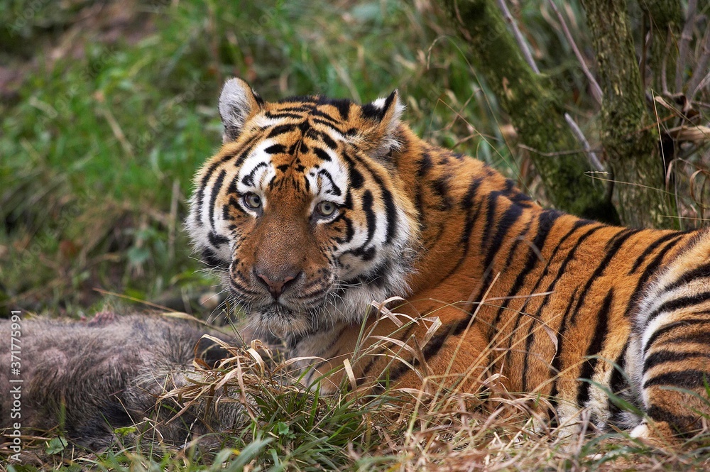 Siberian Tiger, panthera tigris altaica, with a Kill, a Wild Boar Siberian Tiger, panthera tigris altaica, with a Kill, a Wild Boar