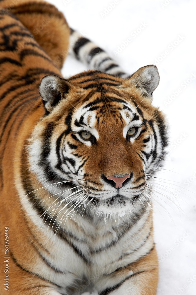 Siberian Tiger, panthera tigris altaica, standing on Snow