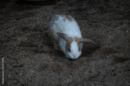 Cute Rabbits at petting zoo