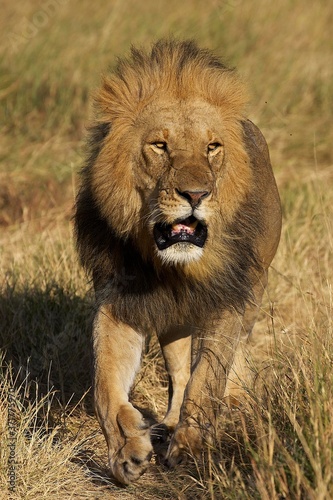 African Lion, panthera leo, Male at Masai Mara park in Kenya