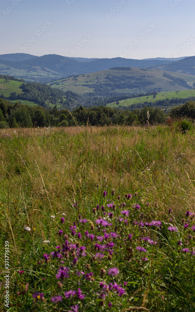 Obraz premium Mountain landscape of the Carpathians on a nice day. Mountains and forest on a sunny summer day. Ukrainian Carpathians The main watershed, Mount Pikuy