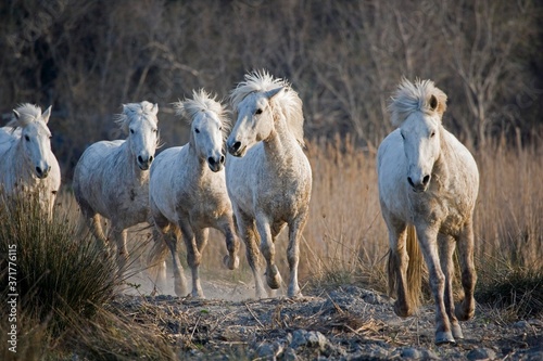 Fototapeta Naklejka Na Ścianę i Meble -  Camargue Horses, Herd, Saintes Marie de la Mer in the South of France