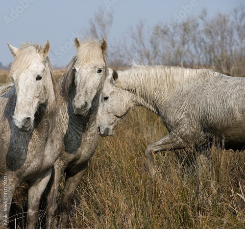 Camargue Horses  Herd standing in Swamp  Saintes Marie de la Mer in the South of France