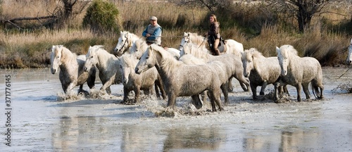 Fototapeta Naklejka Na Ścianę i Meble -  Gardians and Camargue Horses, Herd standing in Swamp, Saintes Marie de la Mer in the South of France