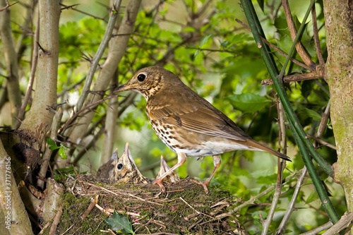 Wallpaper Mural Song Thrush, turdus philomelos, Adult and Chicks at nest, Normandy Torontodigital.ca