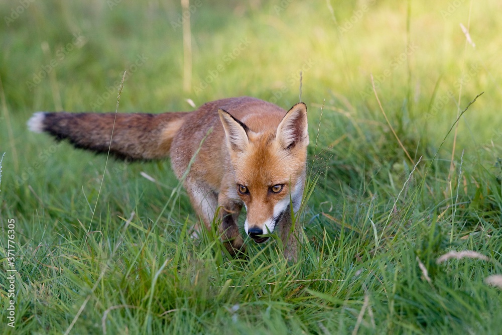 Fototapeta premium Red Fox, vulpes vulpes, Adult standing on Grass, Normandy