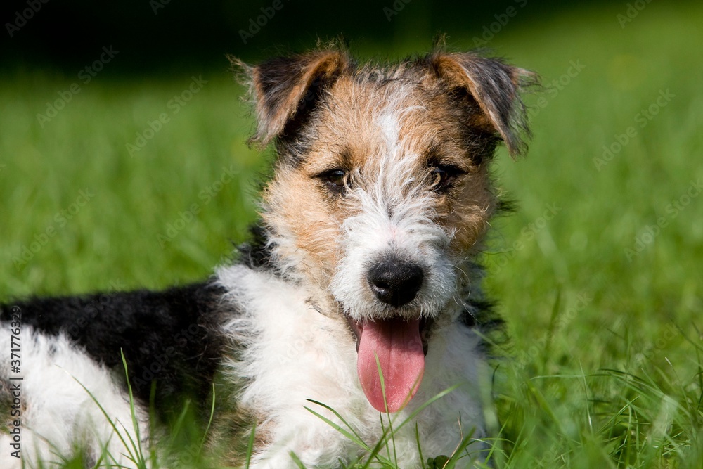 Wire-Haired Fox Terrier, Pup laying on Grass, with Tongue out Wire-Haired Fox Terrier, Pup laying on Grass, with Tongue out